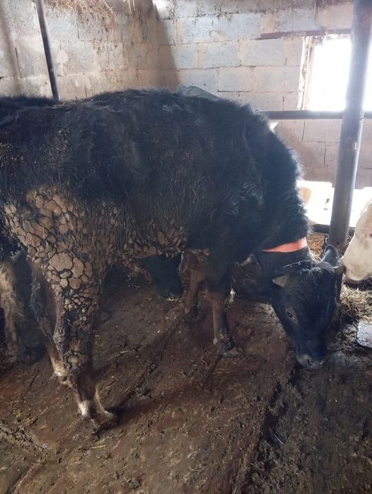 Продам бычков село Кайназар