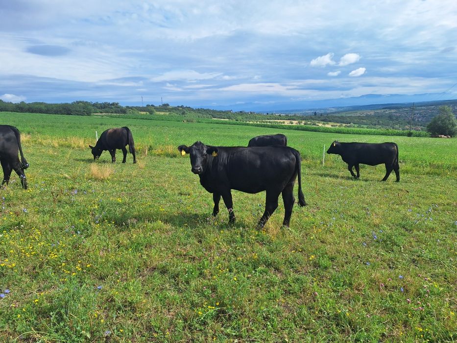 Juninci Aberdeen Angus