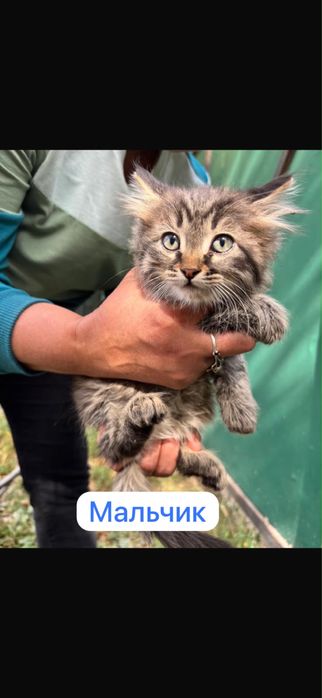 Отдам красивеньких котят