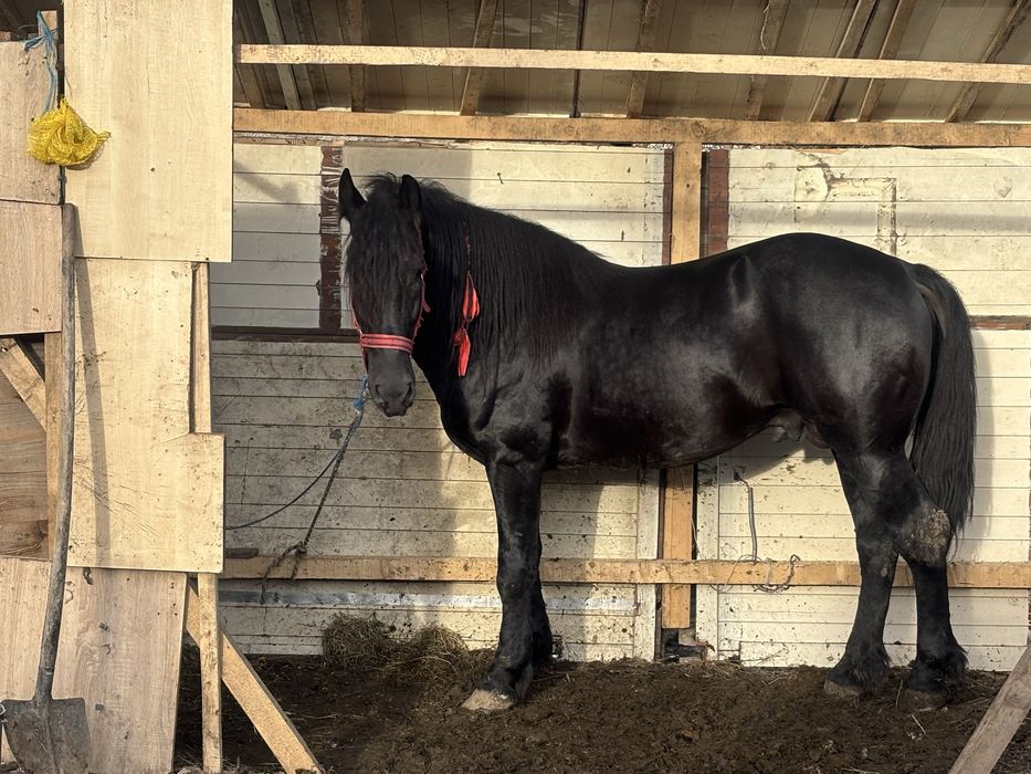 Armasar Frizian 5 ani