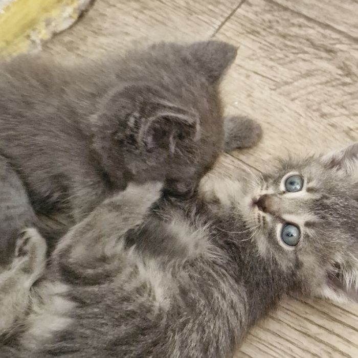 Продам котят 1,5 месяц