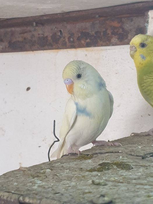 Продаются попугай волнистые разных цветов
