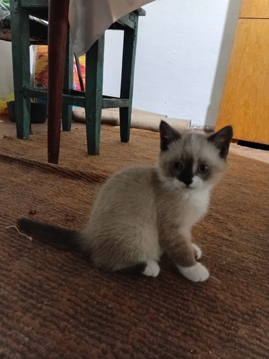 Котенок в подарок