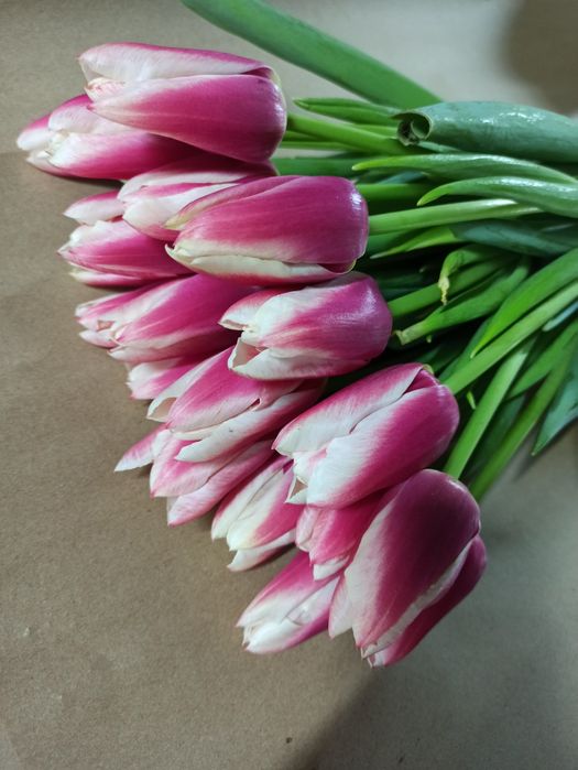 Тюльпаны оптом и в розницу