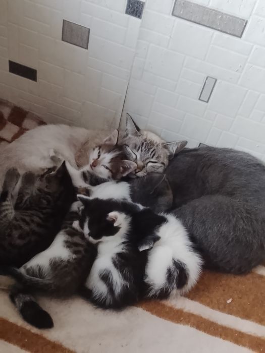 отдам котят в добрые руки