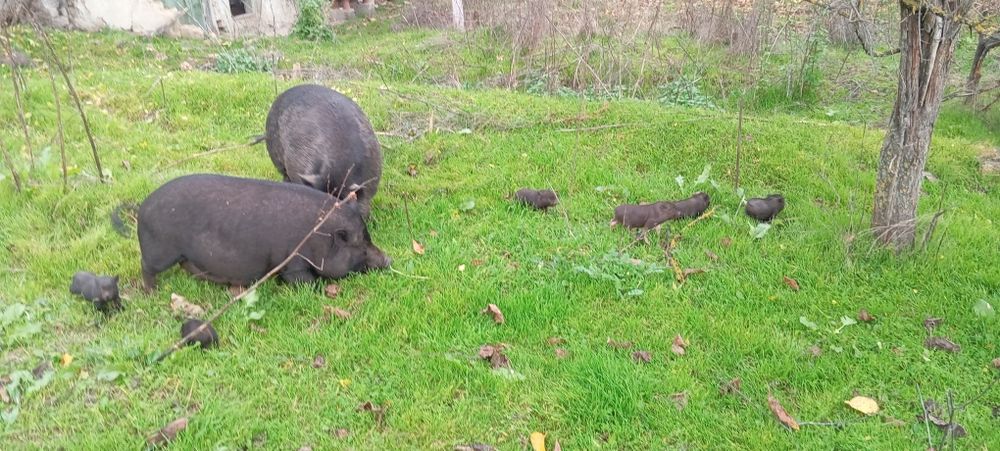 Виетнамски прасета и прасенца з