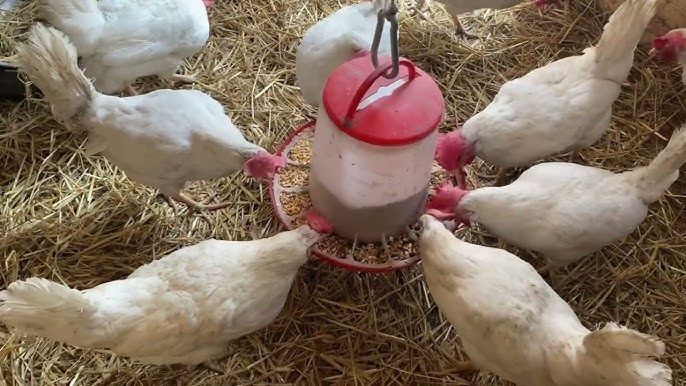 Продам кур несушек