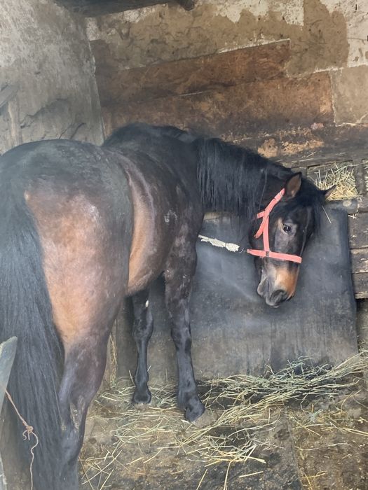 Vand o noatina de 2 ani si un noatin de 8 luni