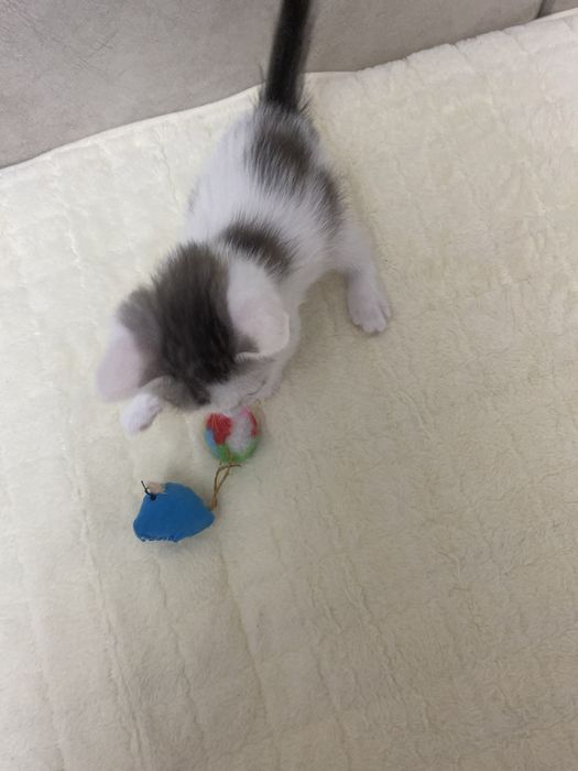 Котята два мальчика, одна девочка,  окрас далматинец)