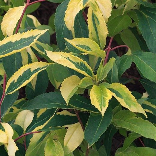 Форзиция пестролистный саженец