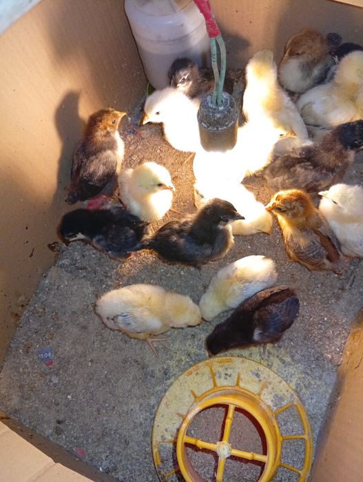 De vânzare pui de găină din rasele australorp,marianans,susex