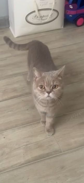 Срочно пропала кошка