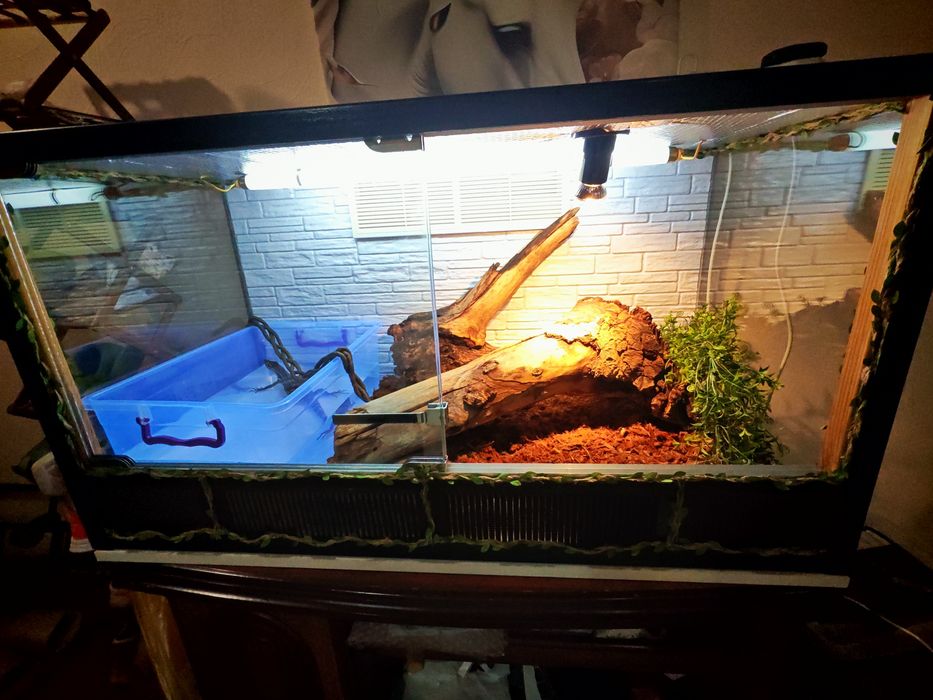 Варан  Сальватор