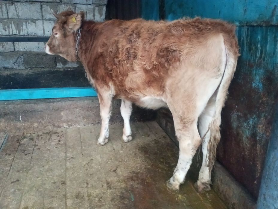 Продам жирную телку