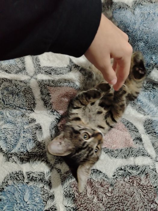 Котята очень милые