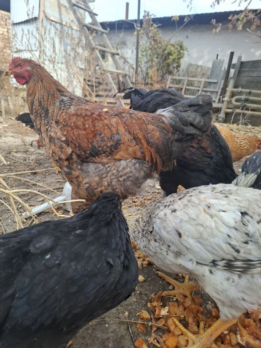 Продам домашных курей