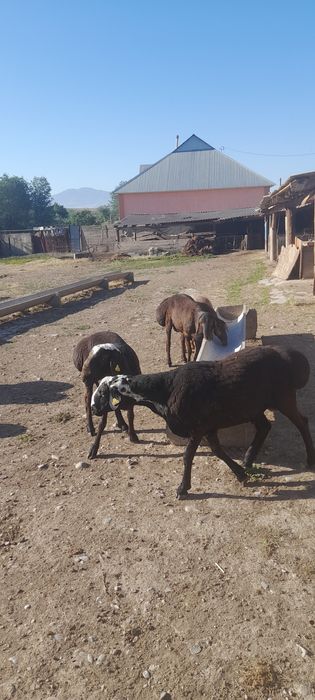 Қошқарлар сатылады