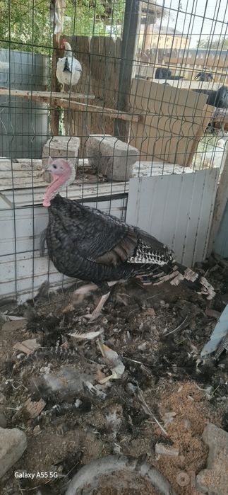 Kurka sotiladi. Adler sariq oyoq toza zot oila sotiladi.