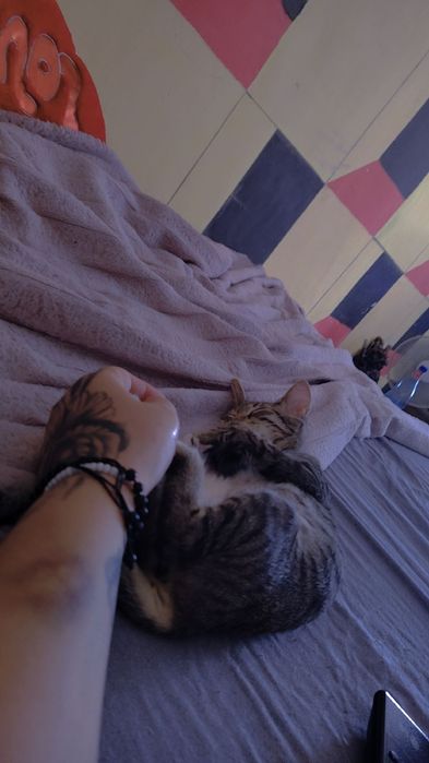 Dau spre adopție 3 pisicute