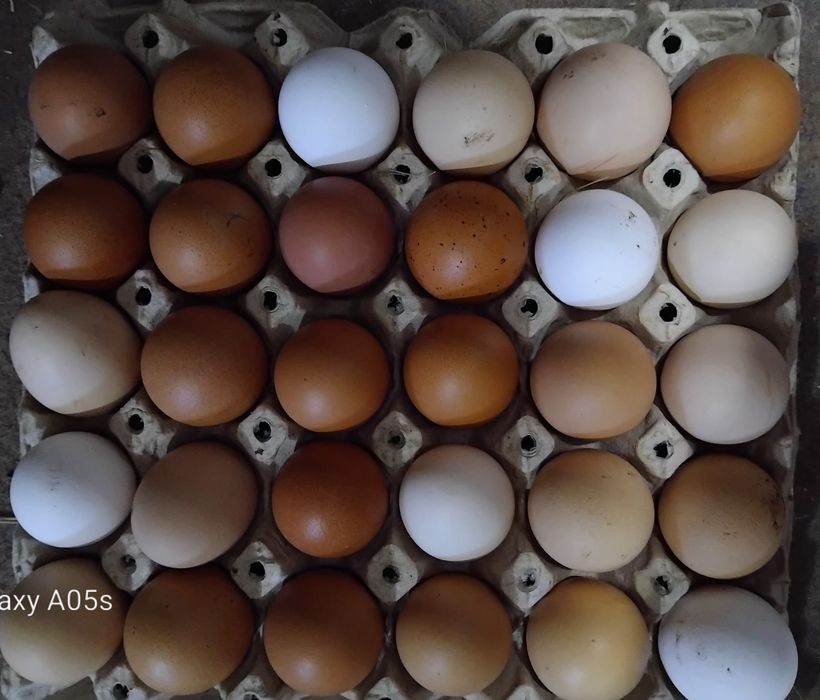 Яйца  селски 7 евро 30 бр