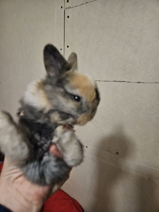 Iepuraș de companie