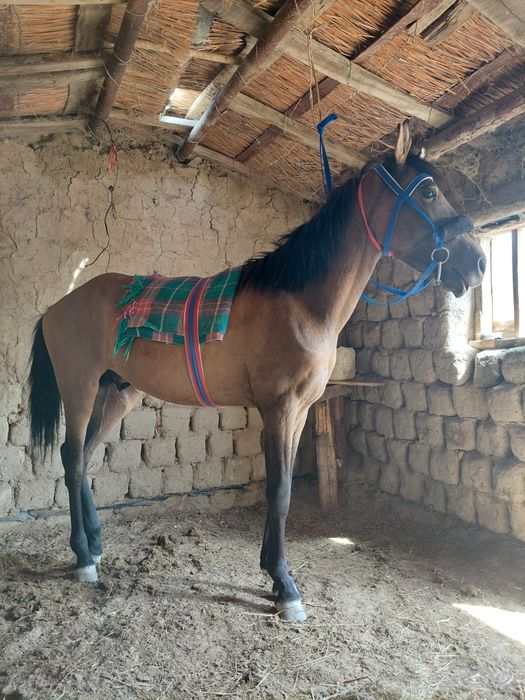 Еркек жабы кунан 2жас