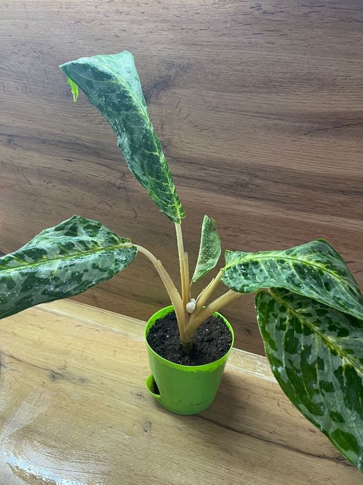 Комнатный цветок Аглаонема.