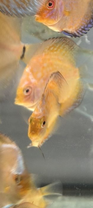 Дискуси подростки