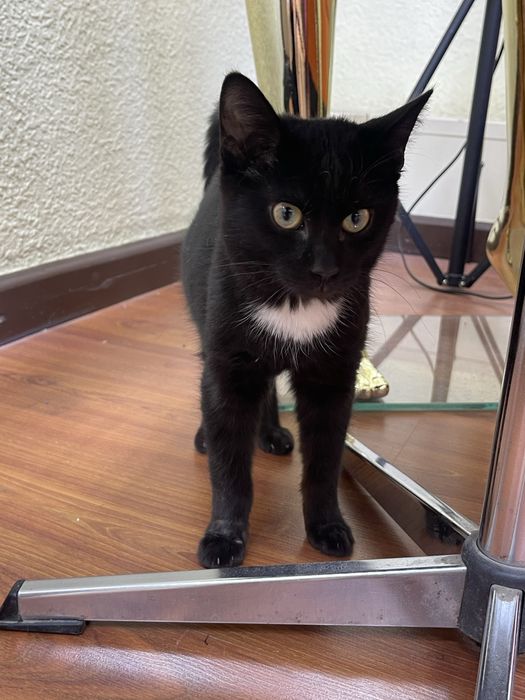 Отдается кот в добрые руки