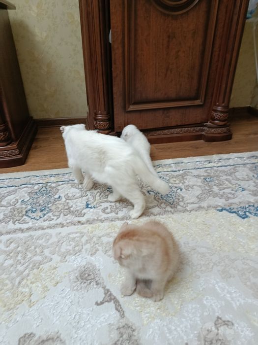 3ta Scottish Fold mushugi