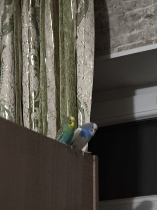 Попугай моадши старшый