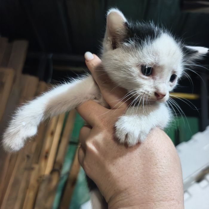 Отдам котят даром