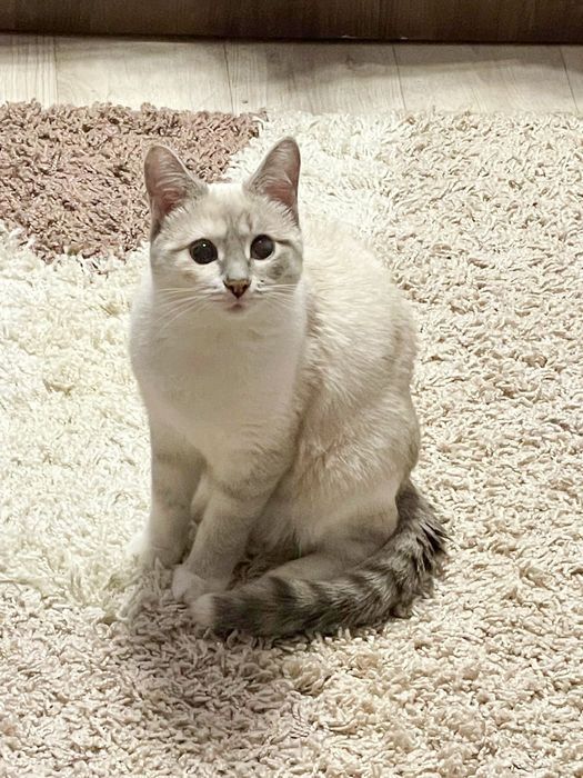 Котенок Алиса 7 месяцев