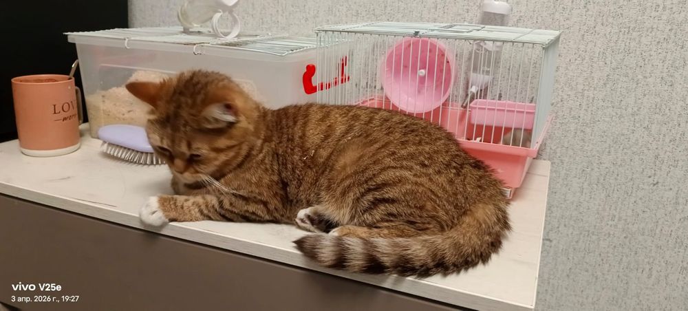 Кошечка стерилизованная в добрые руки