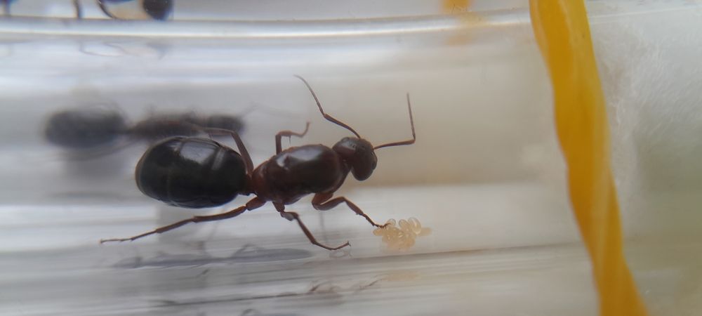 Муравьи разных видов в наличии