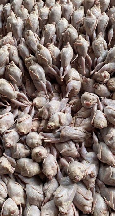 Яйца и мясо перепела