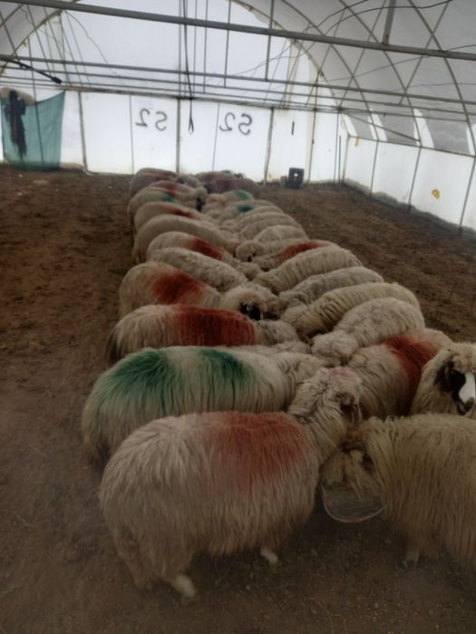 De vânzare aceste oi