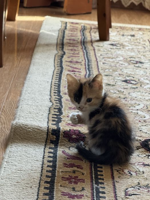 Отдам маленьких котят