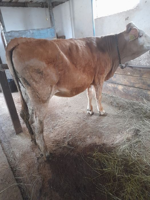 Junincuta de vânzare