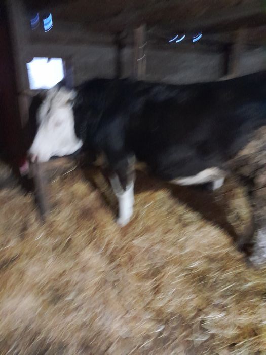 Juninca de vînzare.