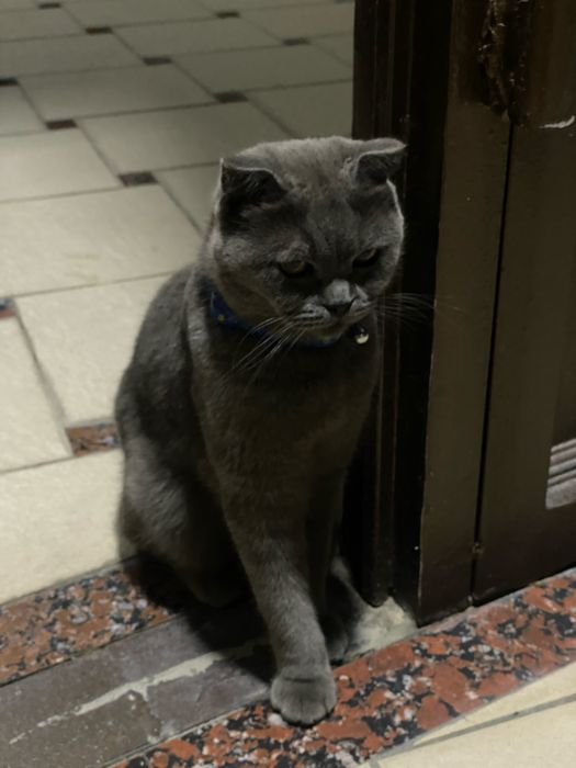 Вязкага эркак мушук скотиш-фолд/ Кот для вязки скотиш-фолд