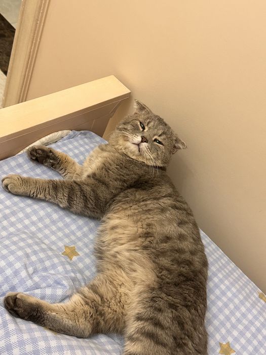 Пропал серый кот! РОЗЫСК!