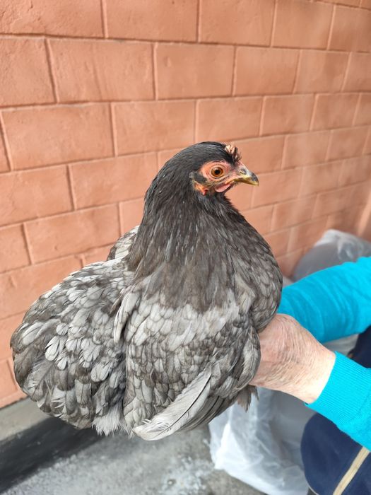 Карликовый кохинхин пара