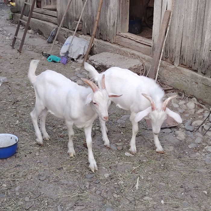 Iezi țapisori Saanen - 6 luni