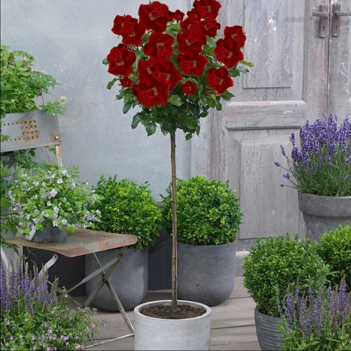 Trandafiri port înalt