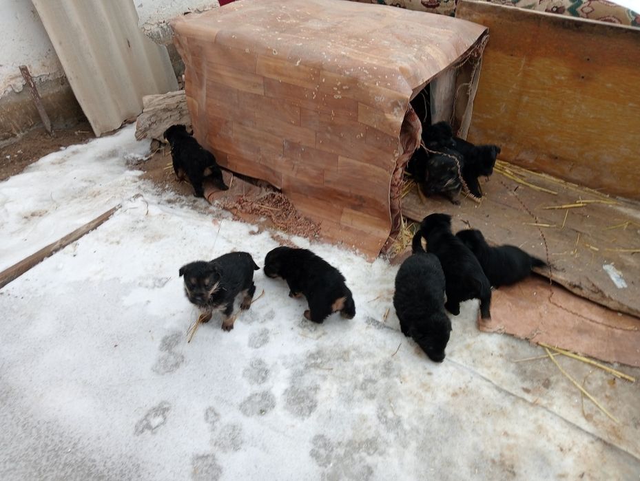 Щенки в добрые руки