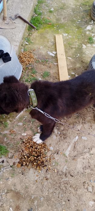 Сабака животное.