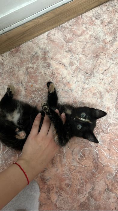 ВЫКИНУЛИ котенка!