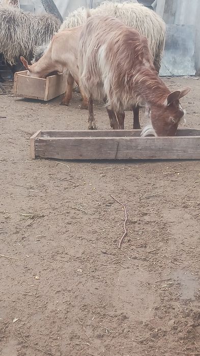 Vand 2 capre foarte bune de lapte