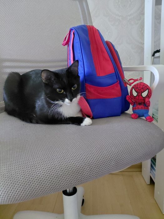 Отдам кошку в хорошие руки